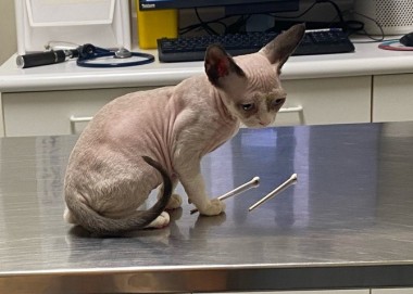 A naked cat sitting on a vet's table looking absolutely miserable. It's tumblr user pangur-and-grim's kitten Belphegor.